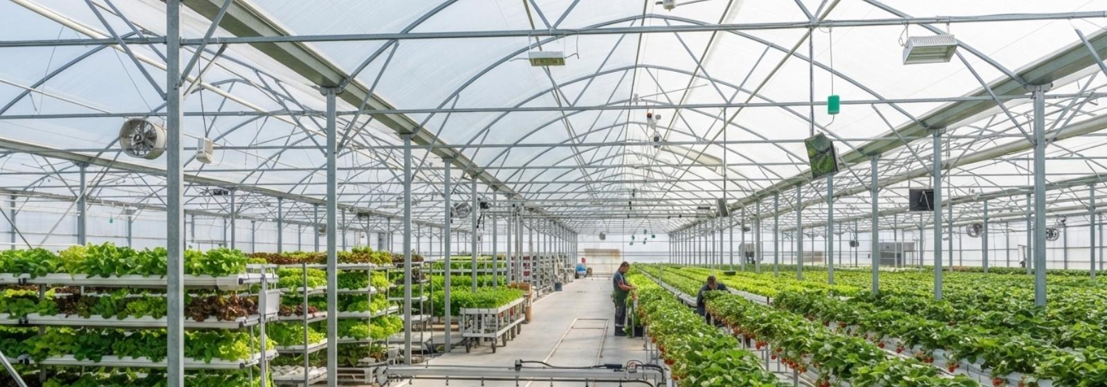 Bạt nhựa nhà kính nông nghiệp